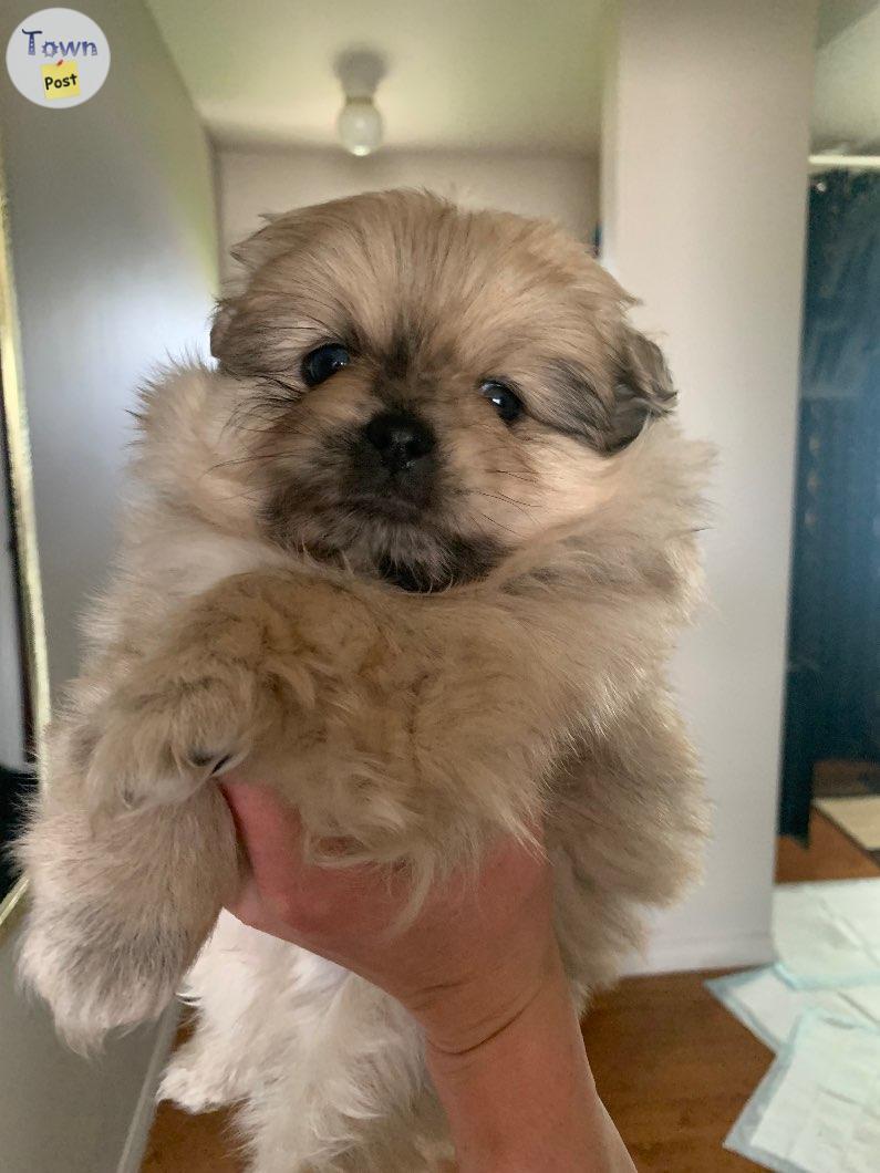 Photo of 2 beautiful teddy bear shitzu cross puppies for sale 