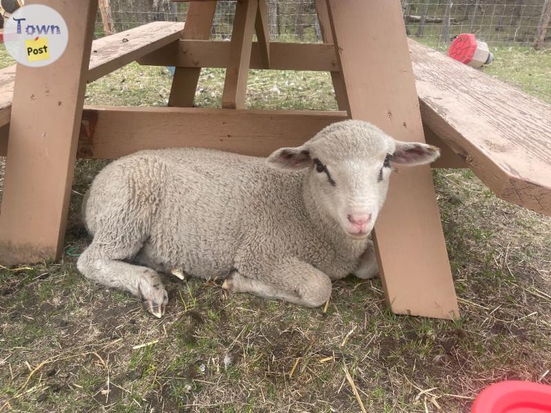 Photo of Ram lamb 