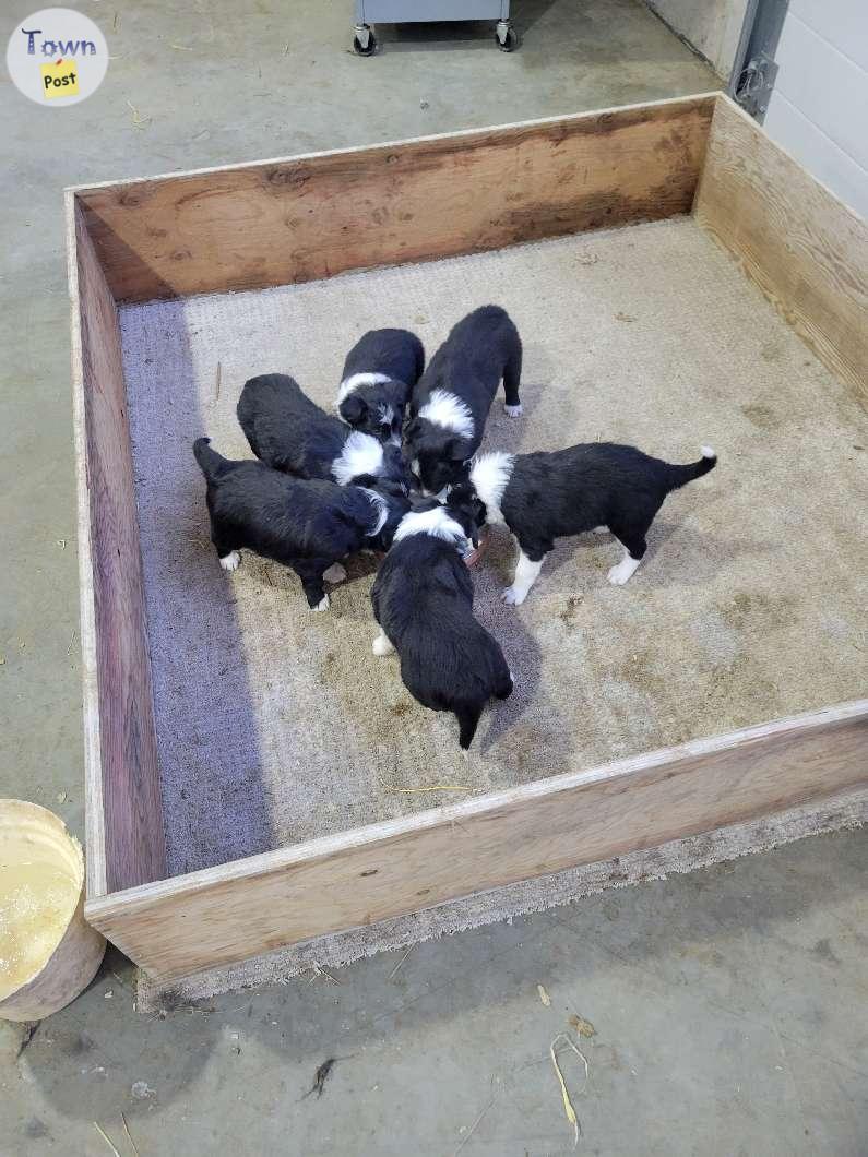 Photo of Border collie pups 