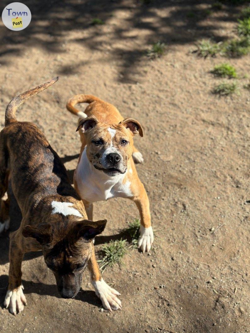 Photo of Puppies looking for their forever homes