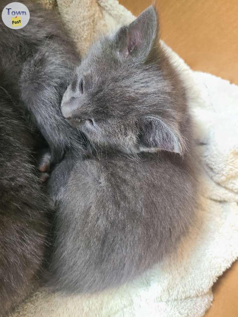 Photo of Kittens to give away