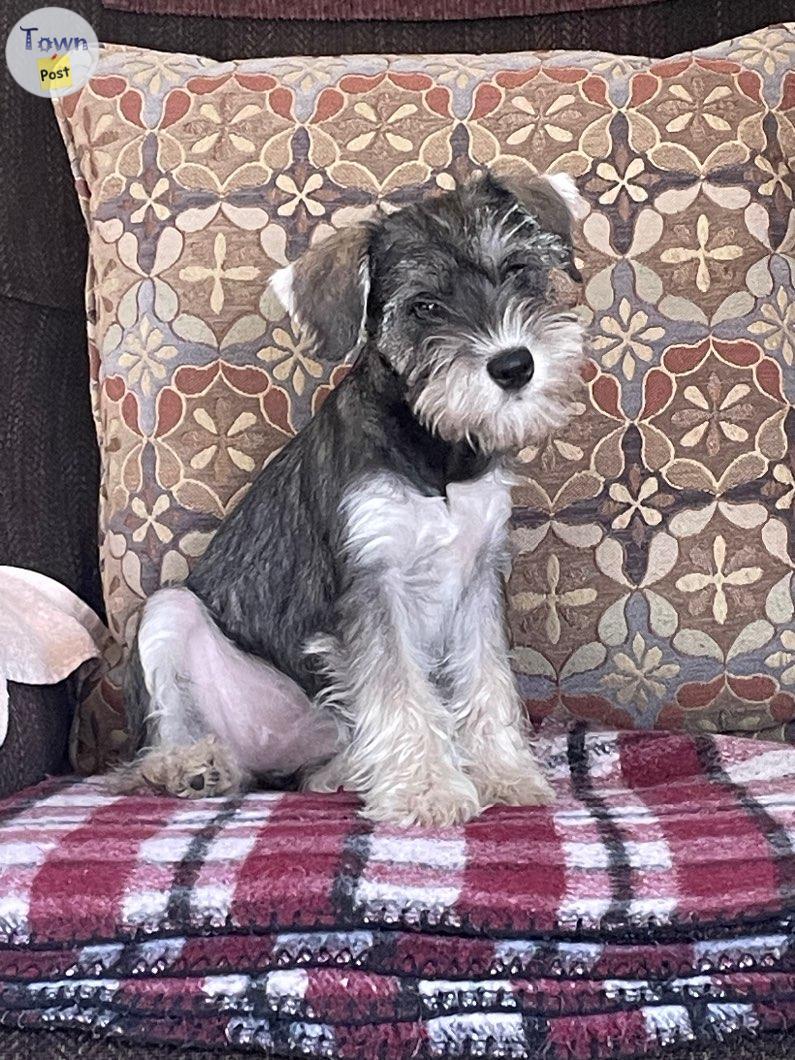 Photo of Miniature schnauzer 