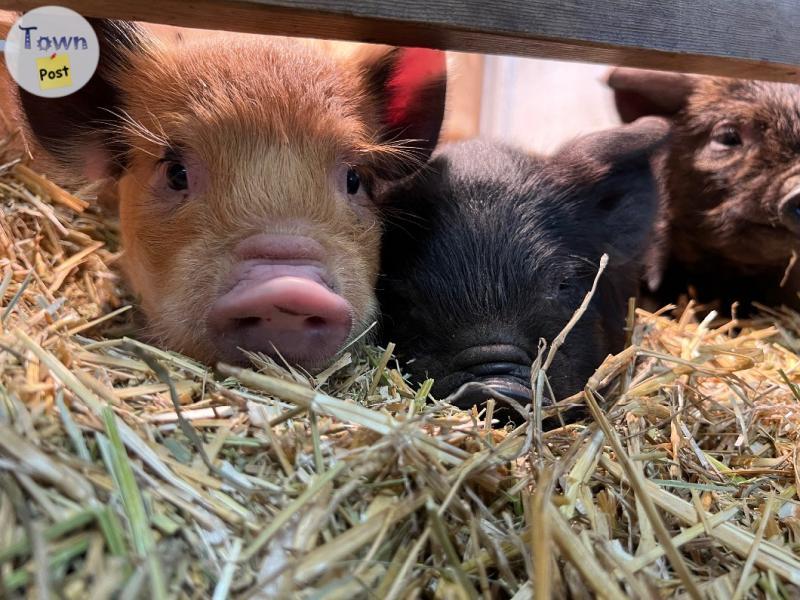 Photo of KuneKune Piglets