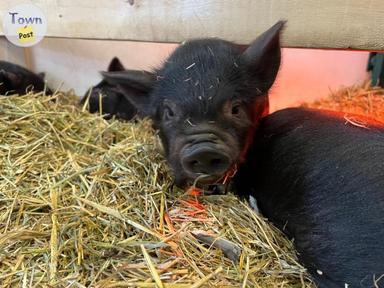 Photo of KuneKune Piglets - 2