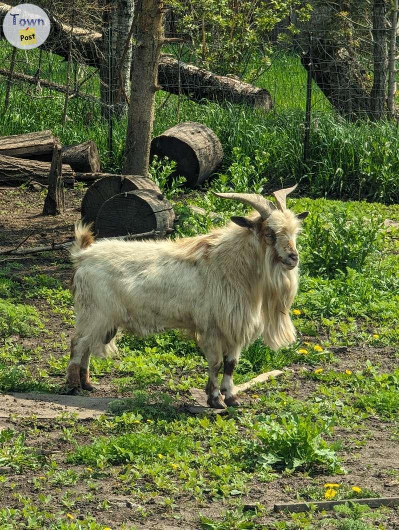 Photo of Breeding Goat 