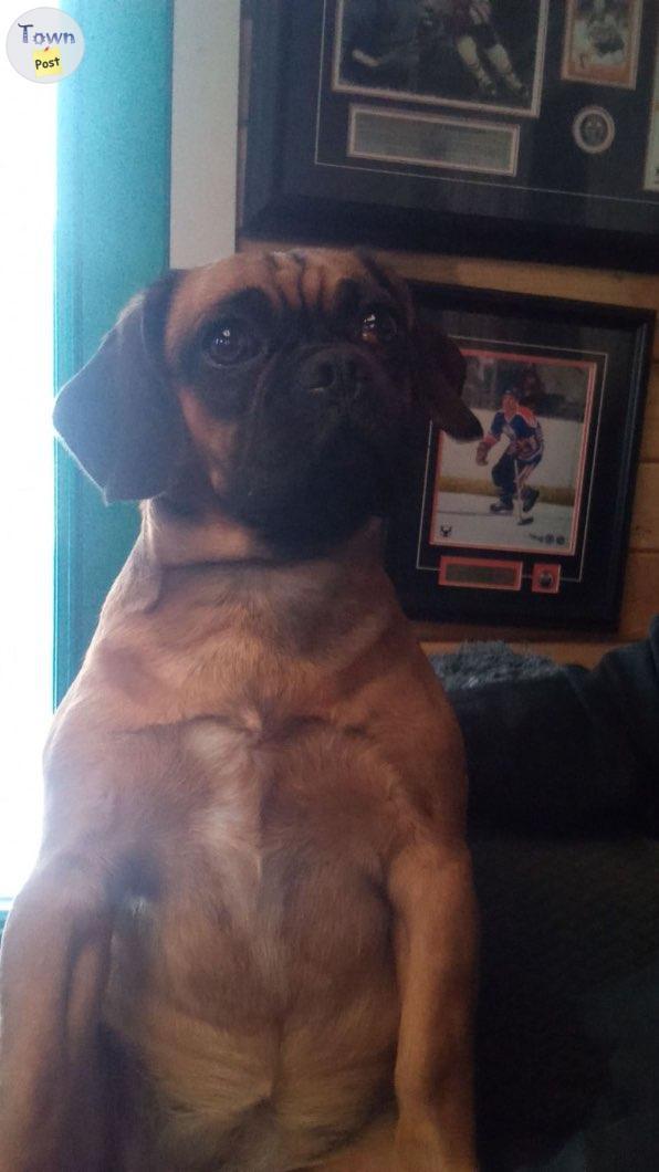 Photo of 8 month old puggle looking for furever home 