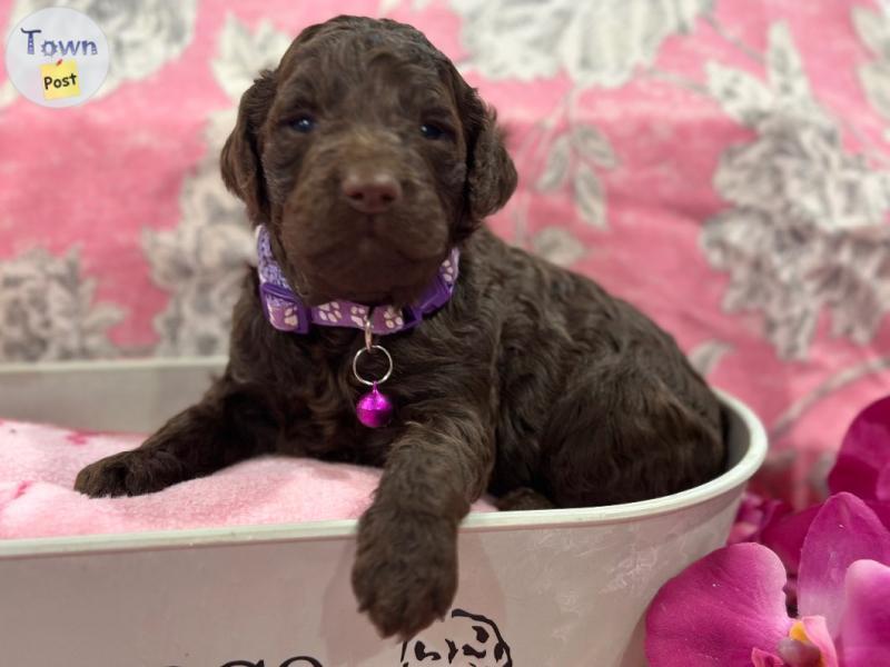 Photo of Premium Goldendoodle Pups from Top Ranking Reputable Breeder