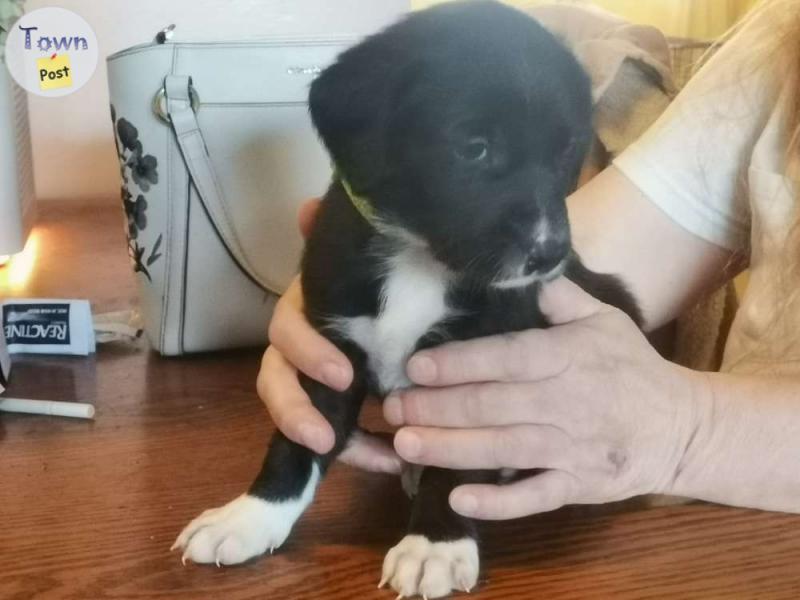 Photo of lab/collie  puppies for sale