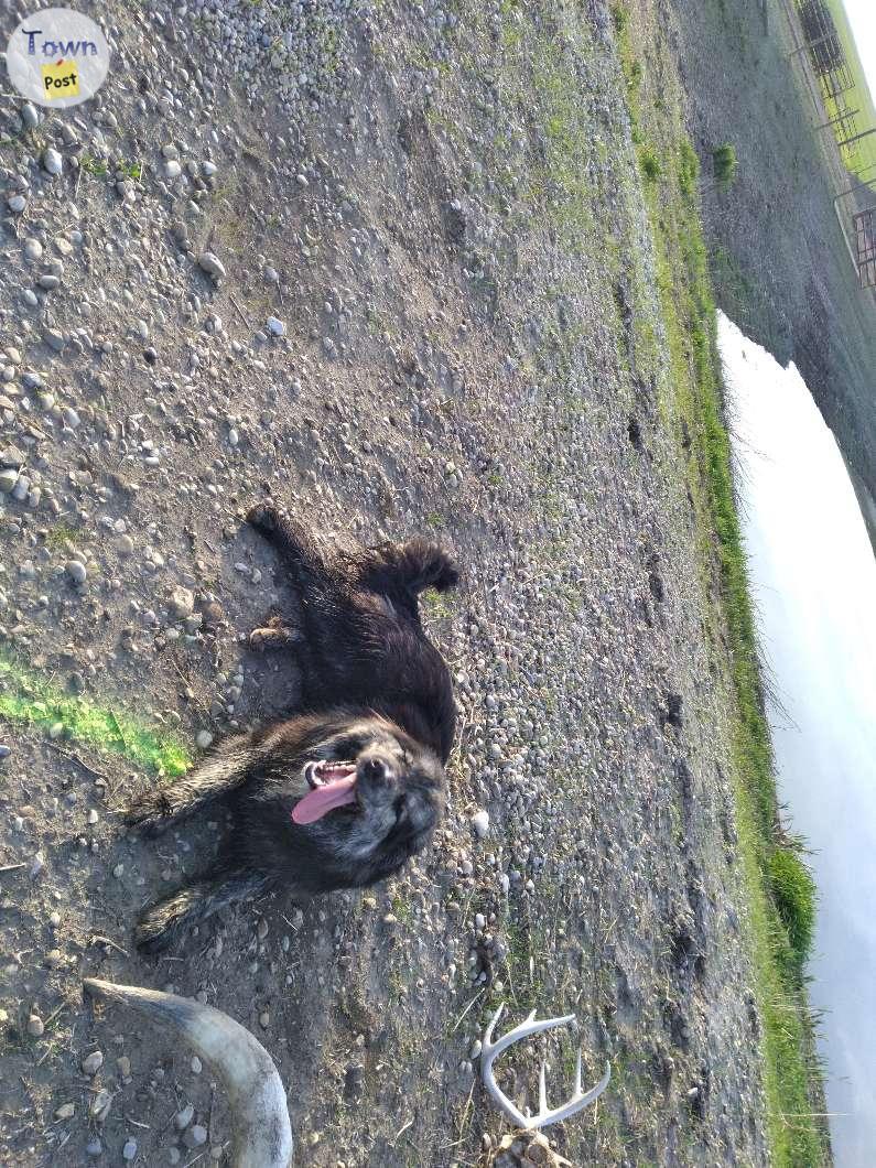 Photo of A friendly bordercollie Australian shepherded dog looking for a new home