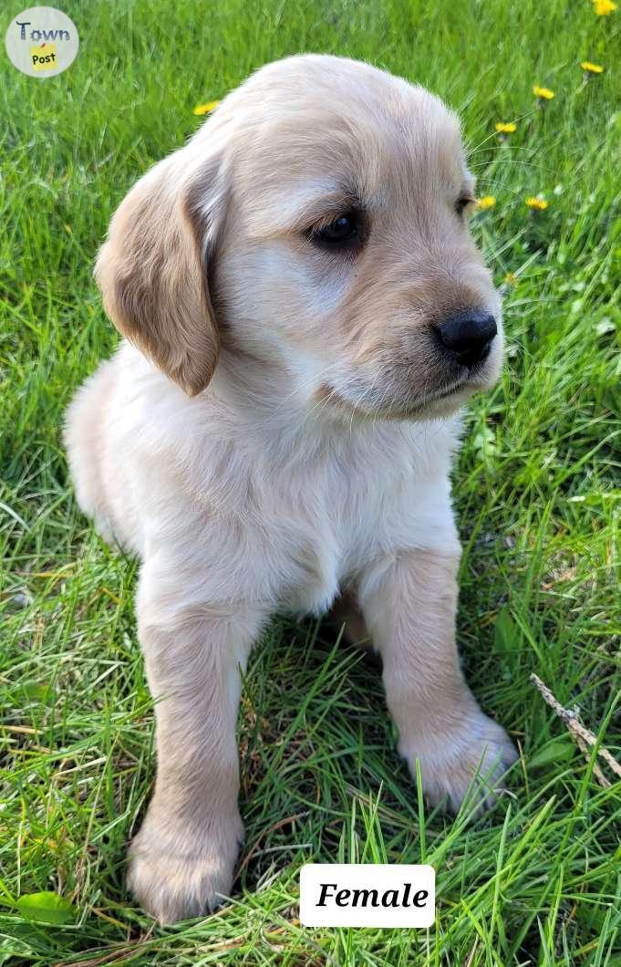 Photo of 3/4 Golden Retriever puppies