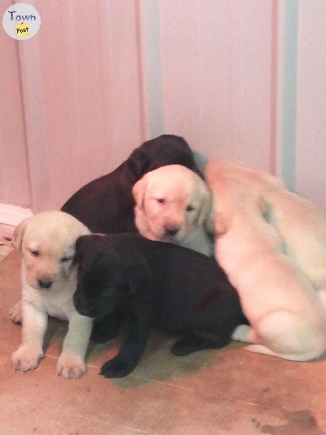 Photo of Purebred Labrador puppies 