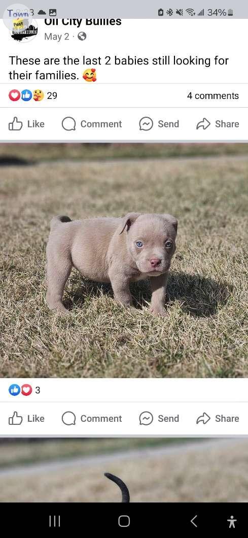 Photo of Looking for a pocket bully puppies!!