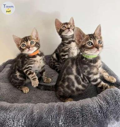 Photo of Bengal Kittens Pedigree - 1