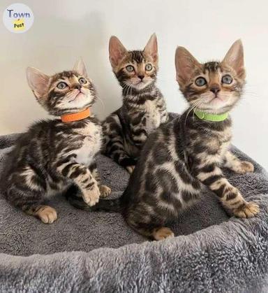 Photo of Bengal Kittens Pedigree - 2