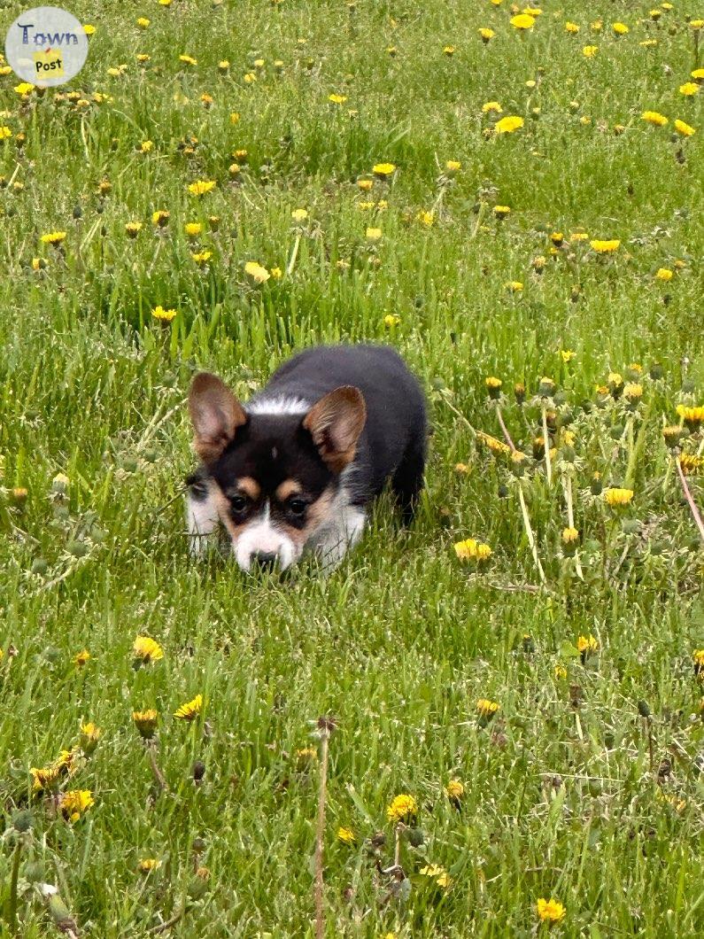 Photo of Registered Pembroke Welsh Corgis