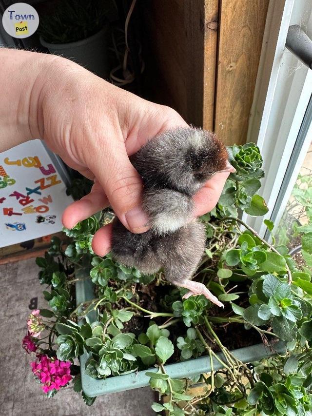 Photo of Pure Orpington Chicks Silver laced rooster