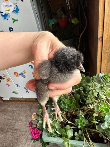 Photo of Pure Orpington Chicks Silver laced rooster - 2