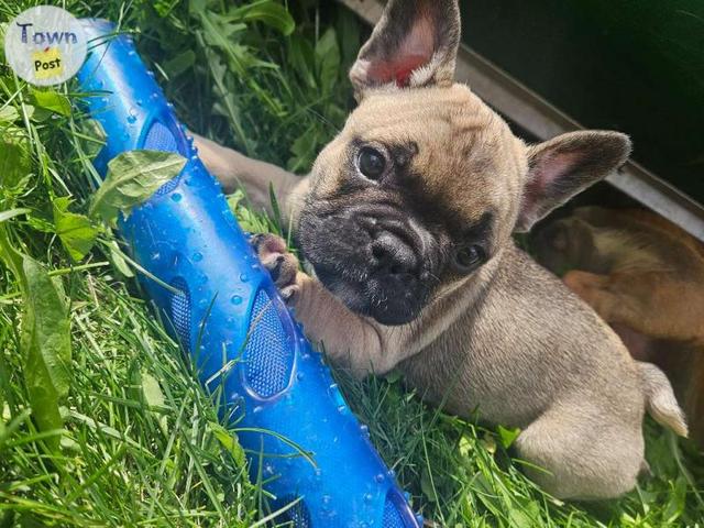 Photo of 9 Adorable French Bulldog Puppies 