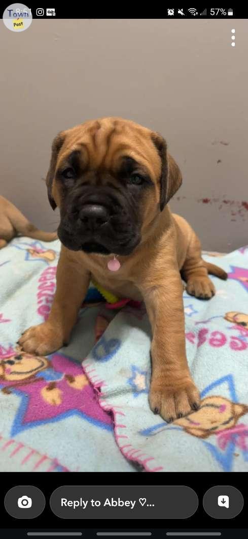 Photo of Beautiful Female Mastiff Puppy