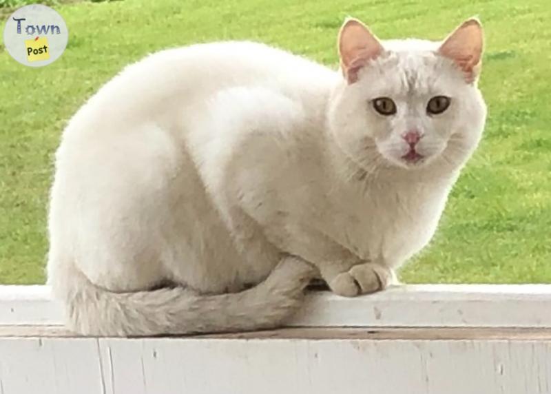 Photo of White male cat 