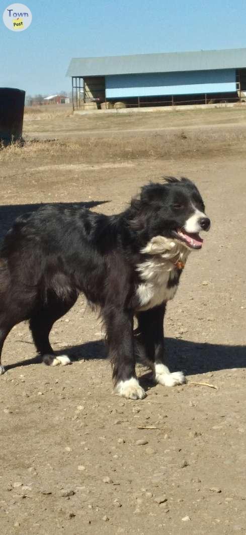 Photo of Started border collie 