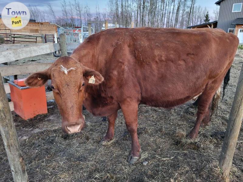 Photo of Milking Shorthorn Dairy Cow