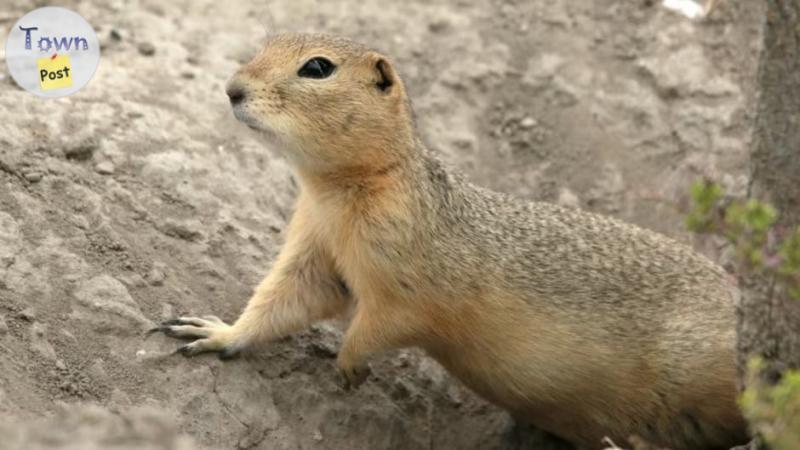 Photo of Gopher problem? Coyote problem? 