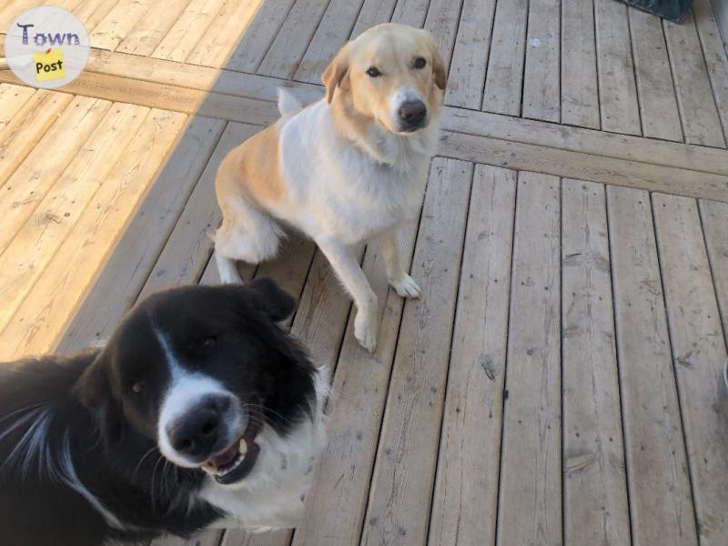 Photo of Boarder Collie mix