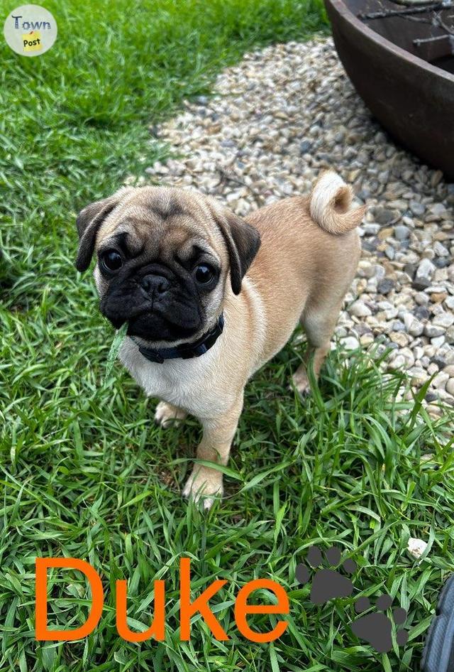 Photo of 2 beautiful Pug/Frenchies puppies