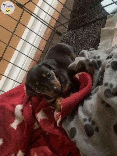 Photo of Mini dachshund puppies for sale  - 1