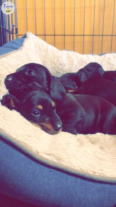 Photo of Mini dachshund puppies for sale  - 2