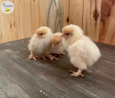 Photo of Lemon Brahma chicks  - 1