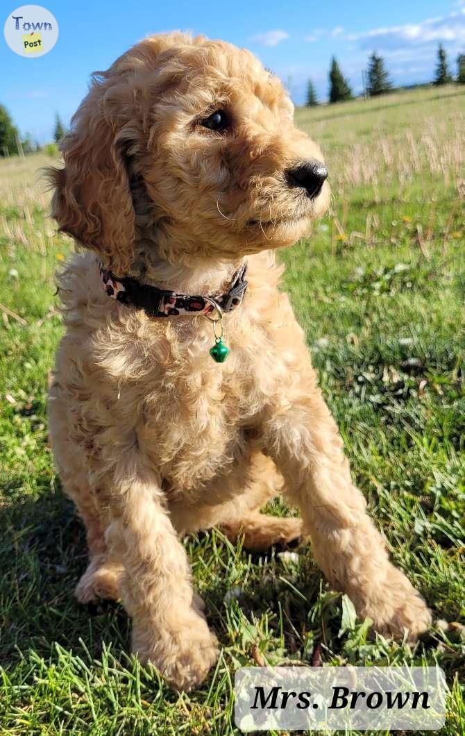 Photo of Standard Moyen Poodle Puppies 