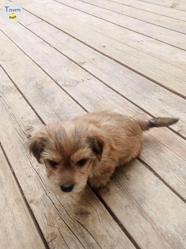 Photo of yorkie/cockapoo puppies - 1