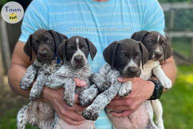 Photo of GSP puppies for sale - 1