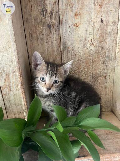 Photo of 2 beautiful kittens ready for homes! - 2