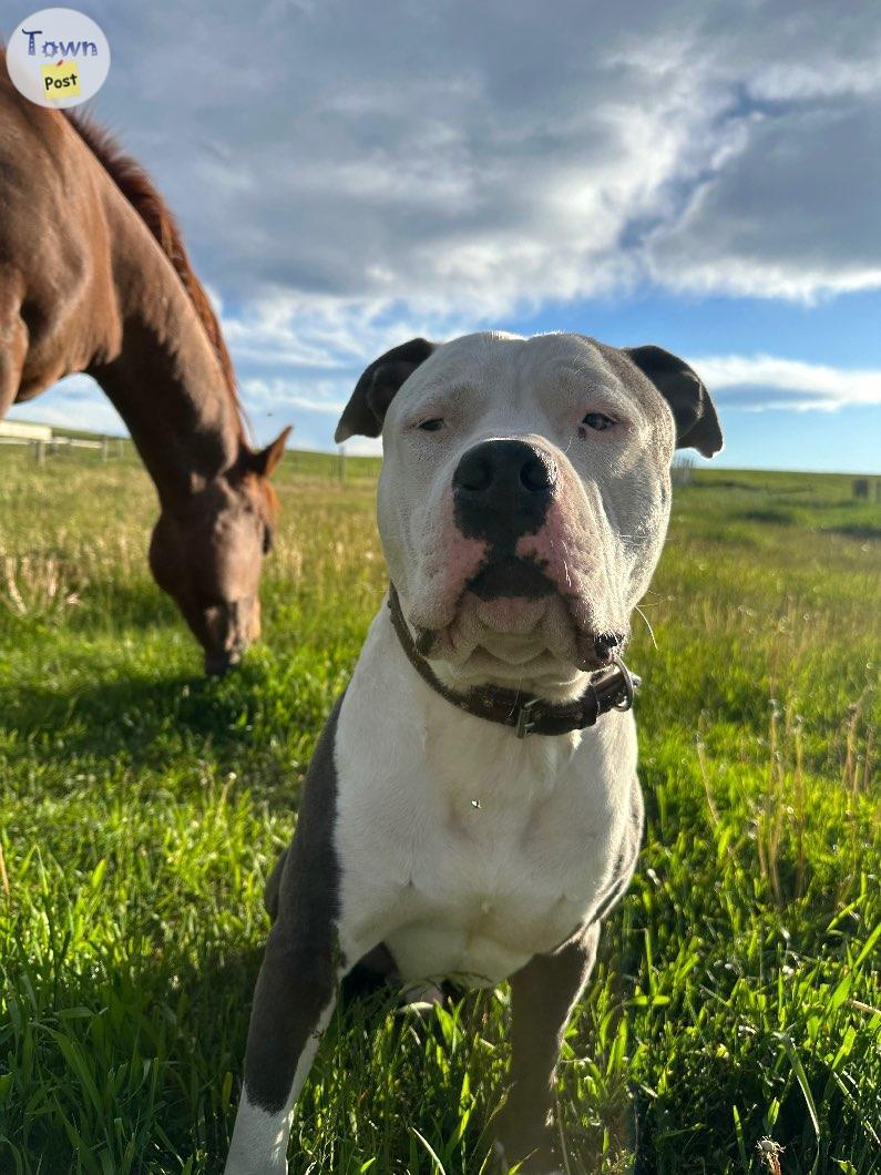 Photo of American xl bully “stud services “