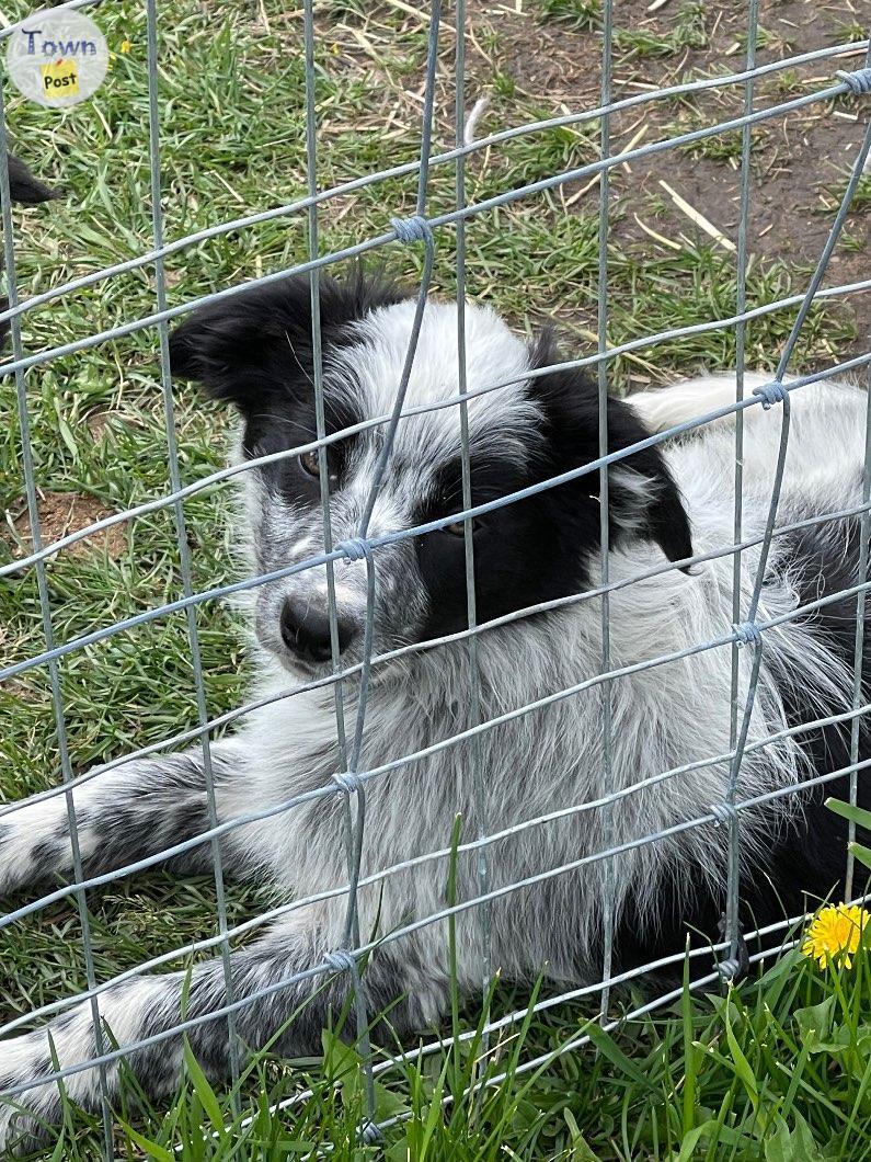 Photo of Puppies for rehoming