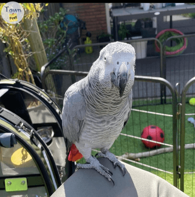 Photo of Baby African Greys Great Companions - 1