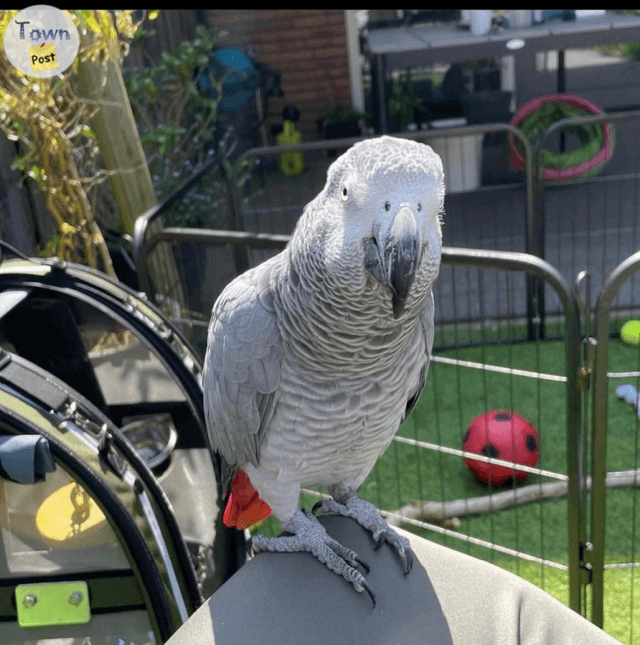 Photo of Baby African Greys Great Companions