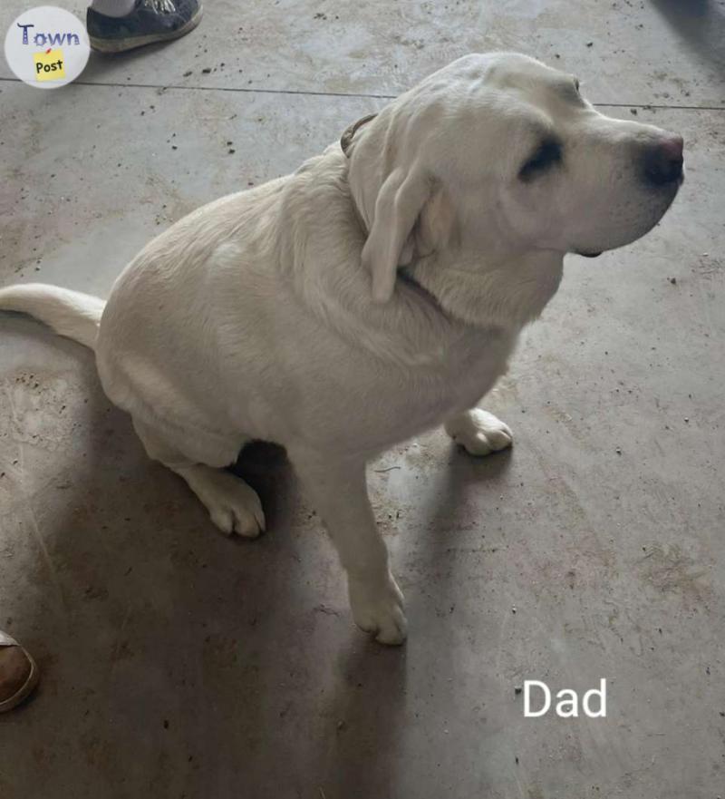 Photo of Adorable lab mix puppies