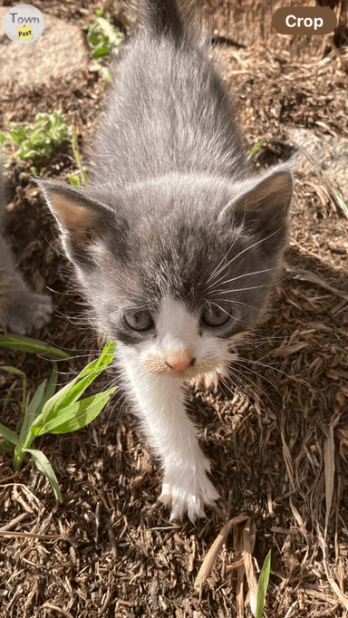 Photo of Kittens  - 2