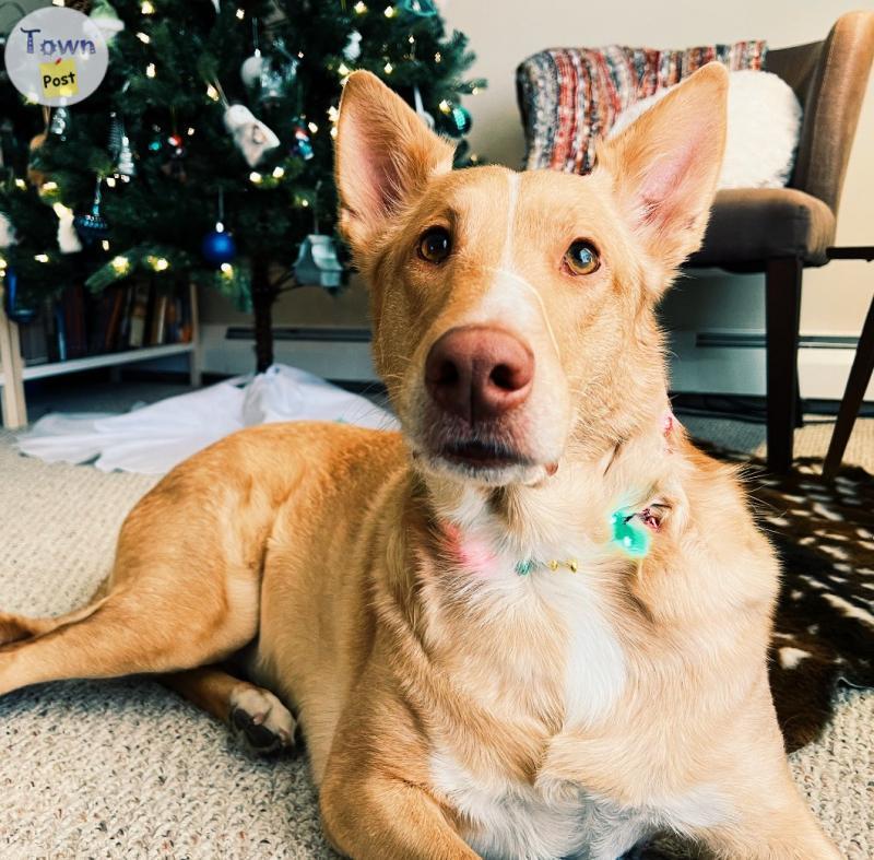 Photo of Mixed Breed Female For Country Home