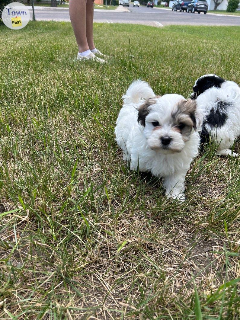 Photo of Purebred Havanese puppies