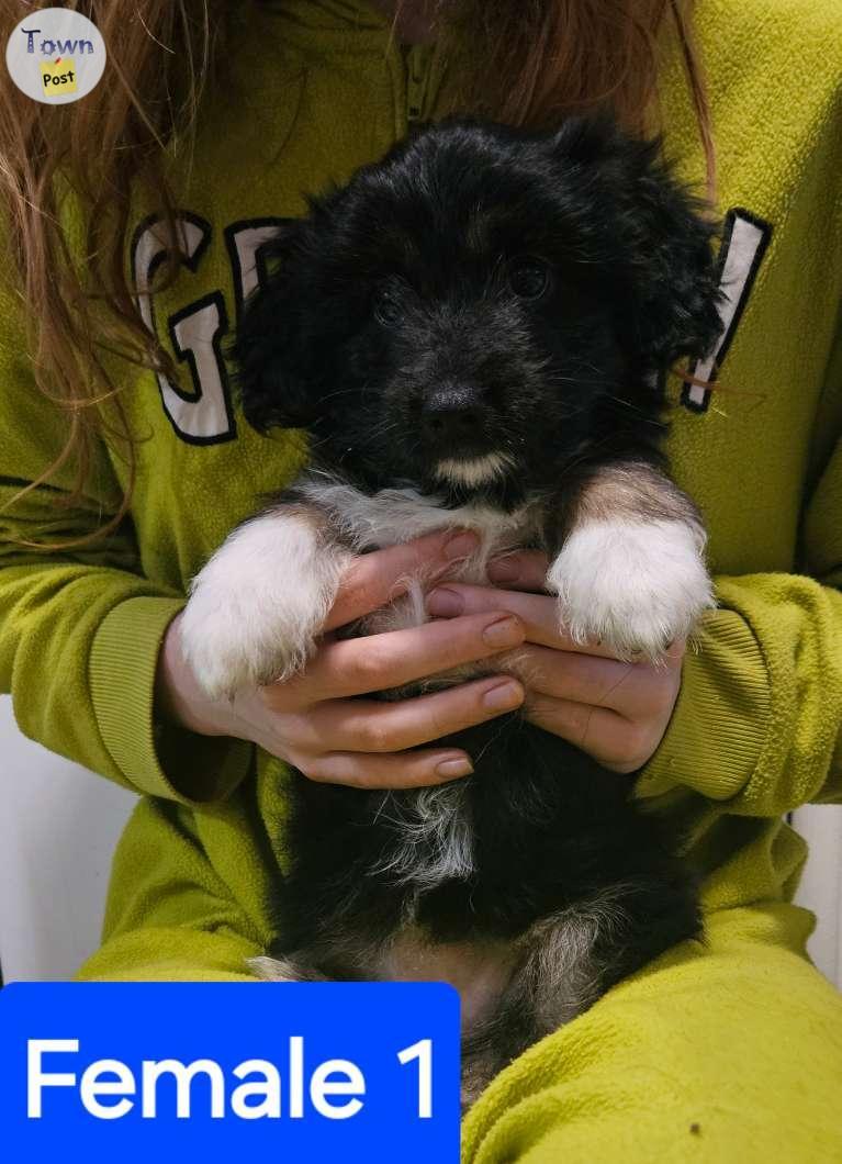 Photo of Morkie/ german ShepherdxCollie puppies for sale!