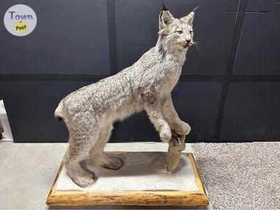 Photo of Lynx mount - Taxidermy