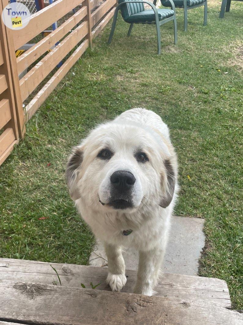 Photo of Great Pyrenees dog