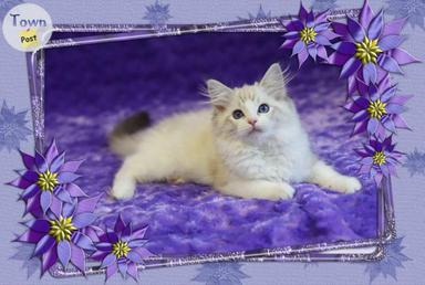 Photo of Purebred Ragdoll - Super friendly female seal lynx bicolor - 1