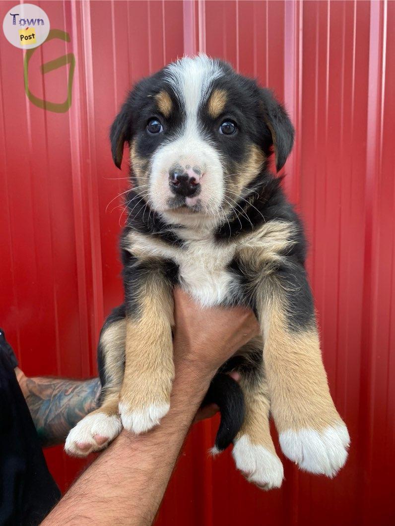 Photo of Bernese x German Shepard Puppies