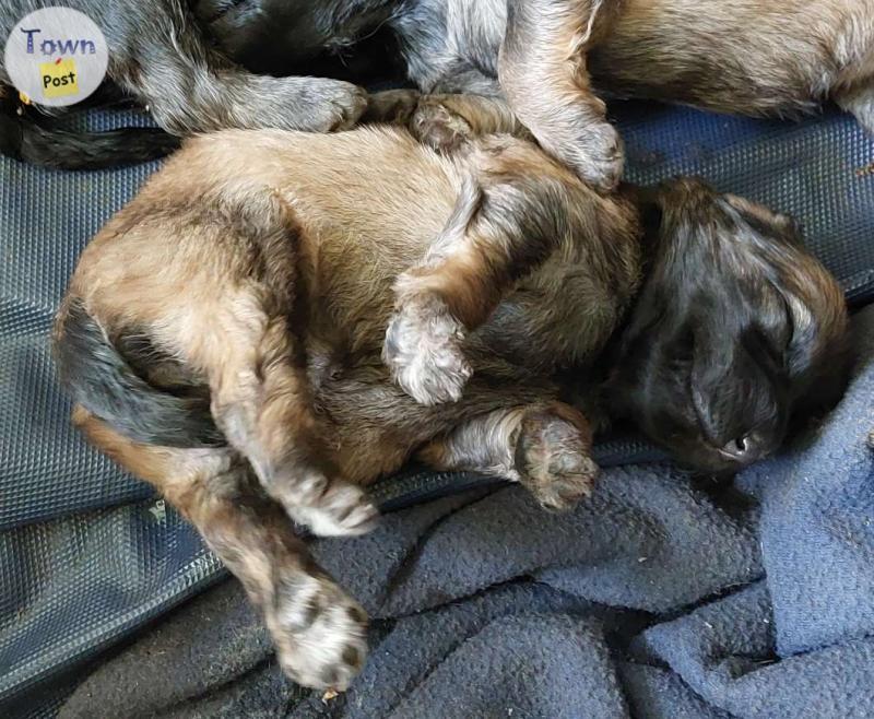 Photo of Bouvier Puppies